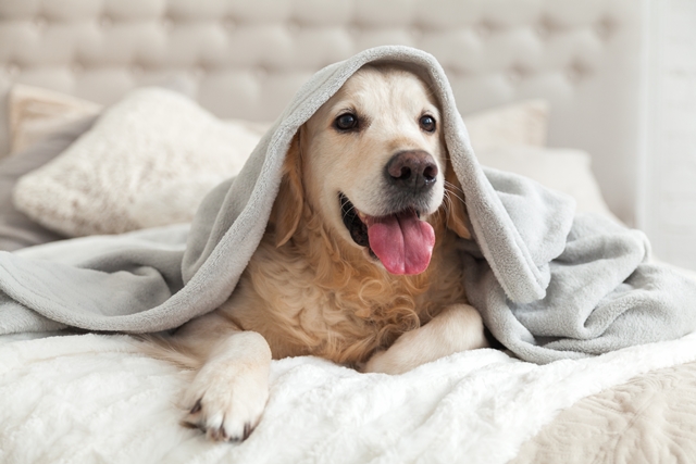 Happy smiling young golden retriever dog under light gray plaid.