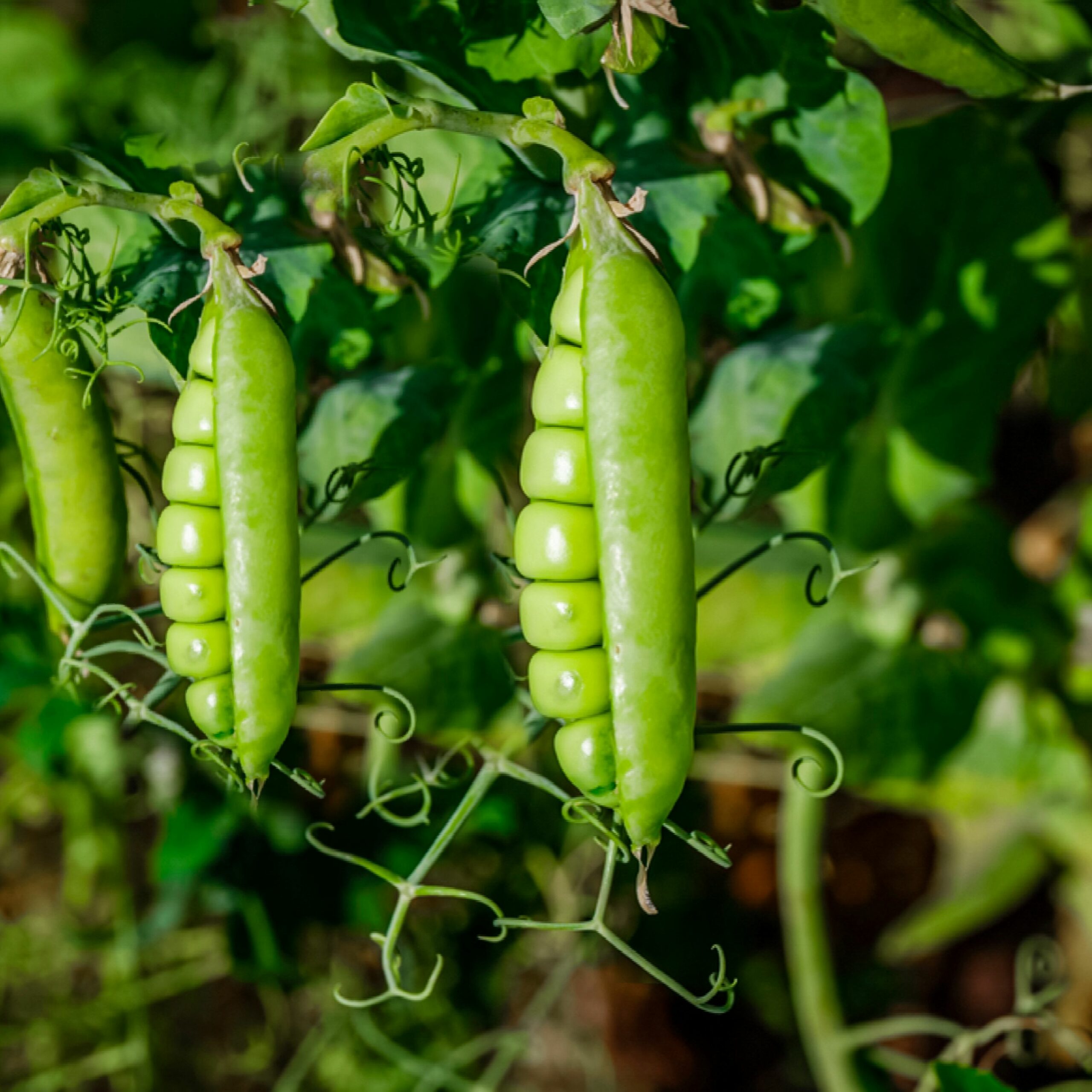 Garden Pea