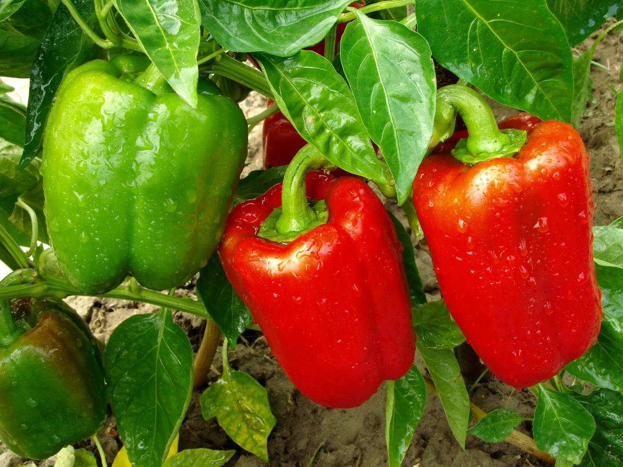 Garden Peppers