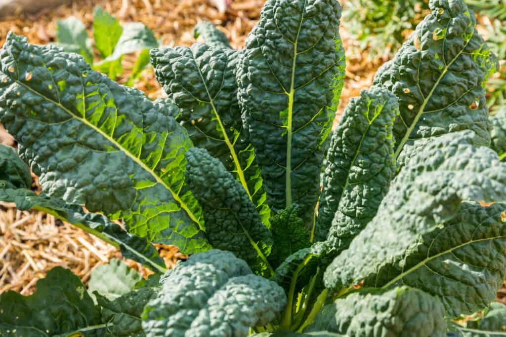 kale