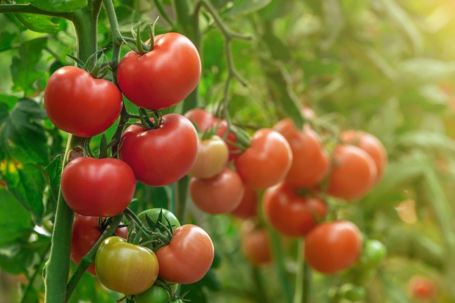 tomatoes