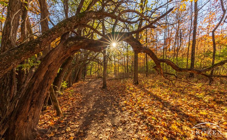 Osage Orange Tunnel