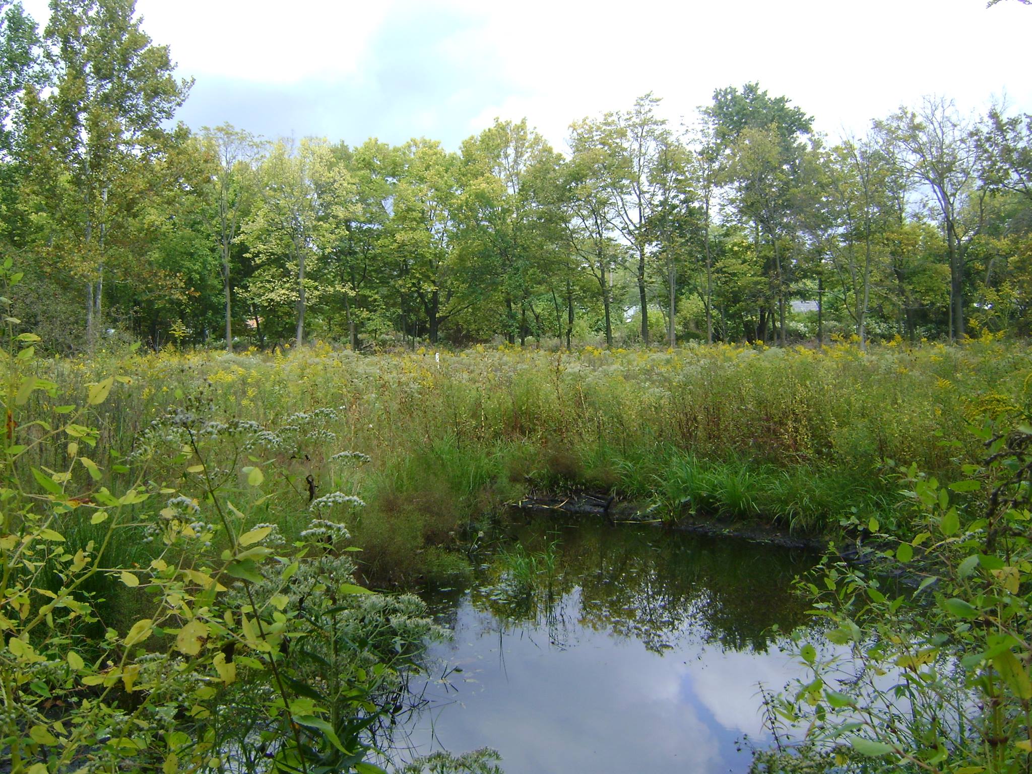 Woodman Fen 