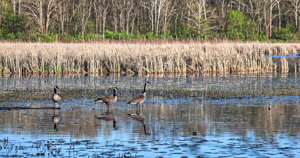 spring valley wildlife area