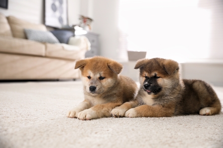Adorable Akita Inu puppies on carpet indoors