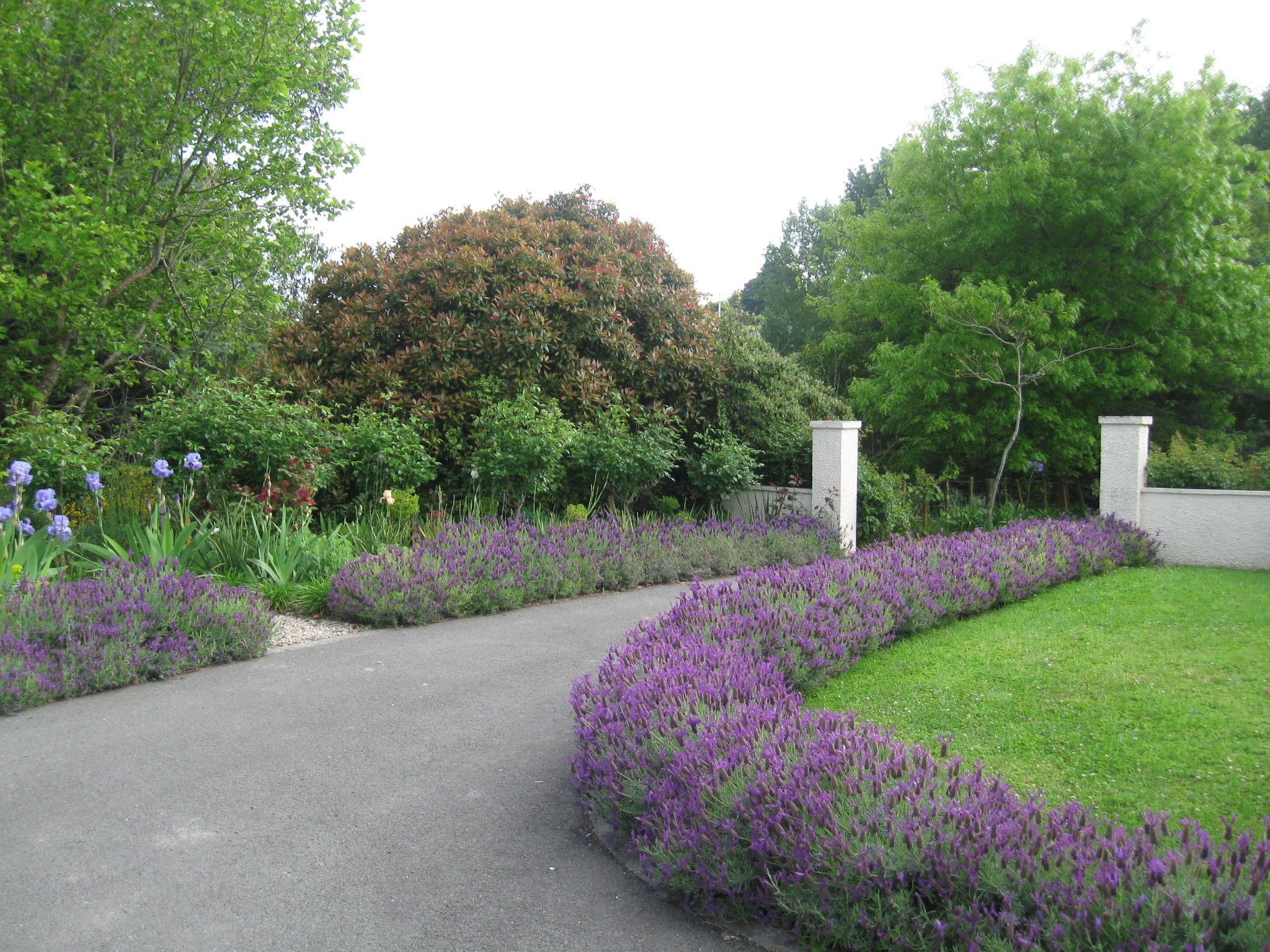 driveway lined with lavender plants