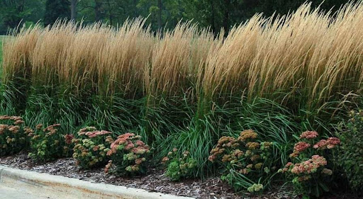 Silver feather maiden grass lining driveway border.