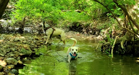 Dogs swimming at a private dog park in Dayton, Ohio.
