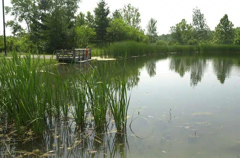 Marsh area at Sycamore State Park