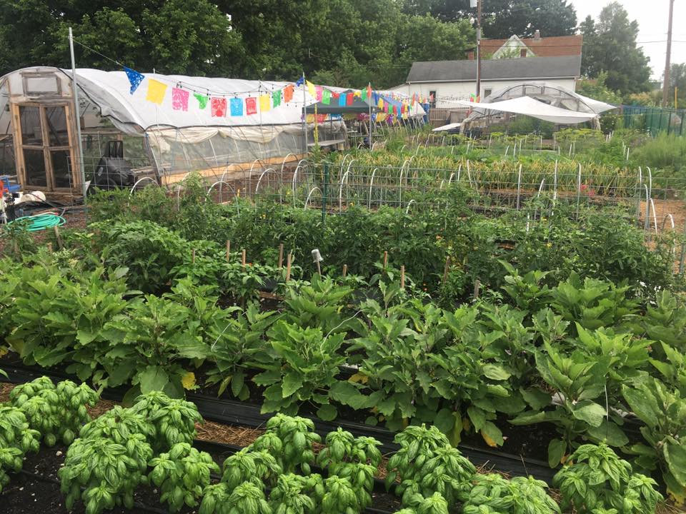 Rows of garden plots at Dayton Urban Grown.