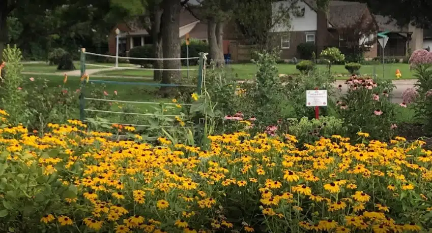 Flowers blooming at the Patterson Park Neighborhood Garden.