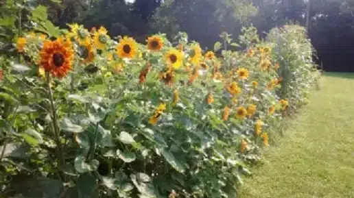 A row of sunflowers growing at Zion Community Garden.